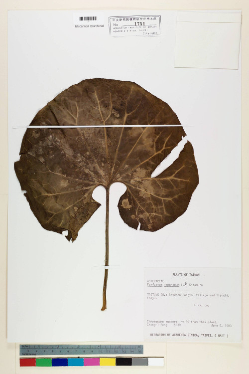 Farfugium japonicum (L.) Kitam. var. japonicum_標本_BRCM 6376