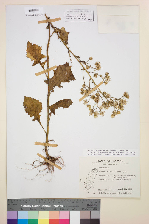 Blumea laciniata (Roxb.) DC._標本_BRCM 3782