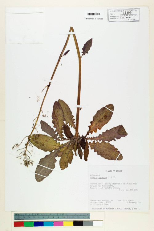 Youngia japonica (L.) DC._標本_BRCM 5495