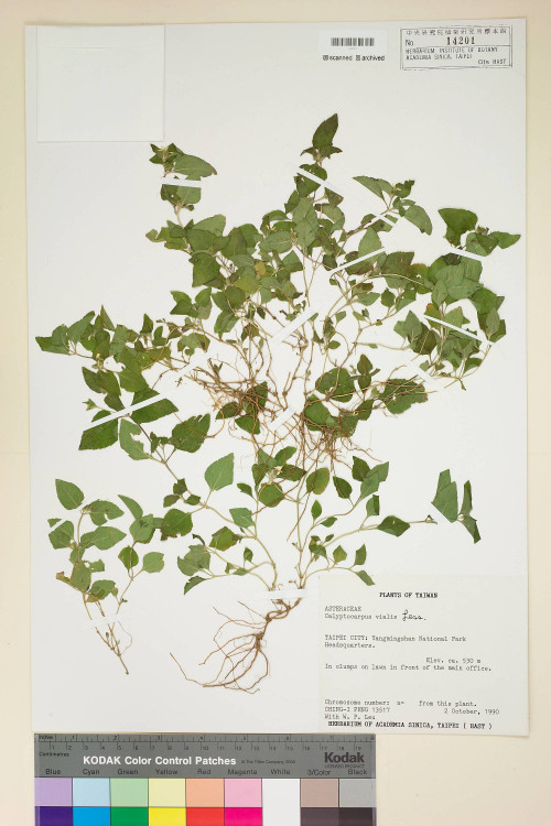 Calyptocarpus vialis Less._標本_BRCM 5018