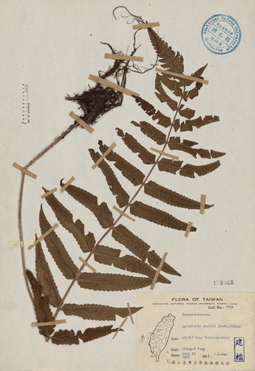 Dryopteris scottii (Bedd.) Ching_標本_BRCM 4488