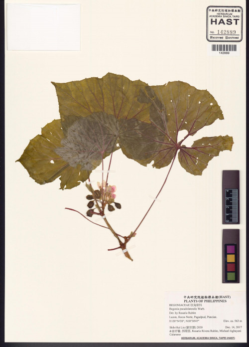 Begonia pseudolateralis標本_BRCM 2945