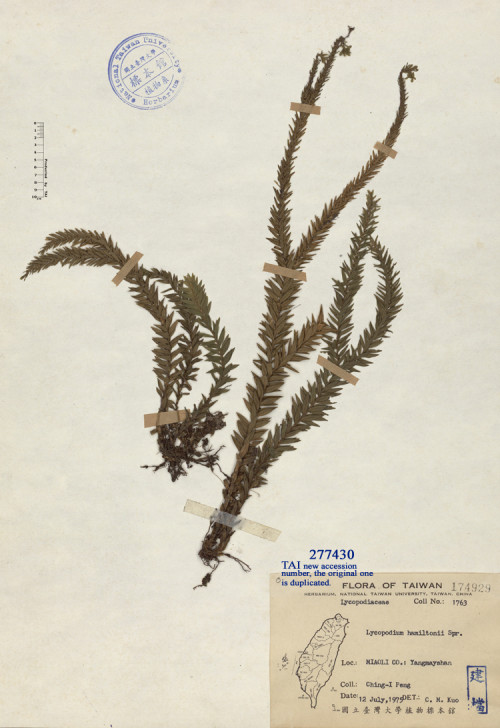 Lycopodium hamiltonii Spr._標本_BRCM 4742