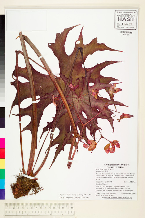 Begonia rubropunctata標本_BRCM 2070
