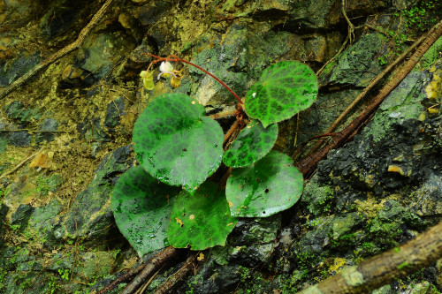 Begonia suborbiculata Merr.