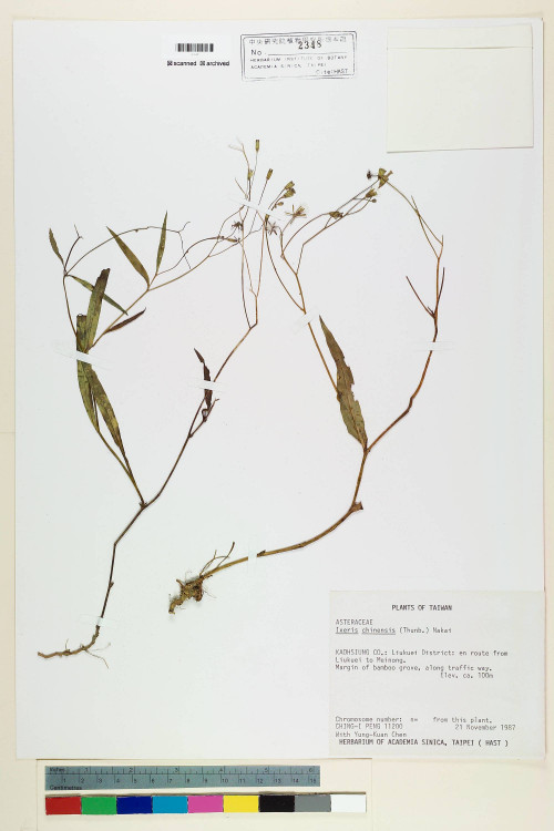 Ixeris chinensis (Thunb.) Nakai_標本_BRCM 7034