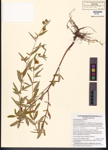 Ludwigia alternifolia L._標本_BRCM 7744