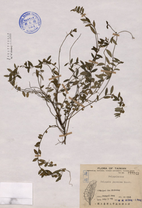 Polygala japonica Houtt._標本_BRCM 4425
