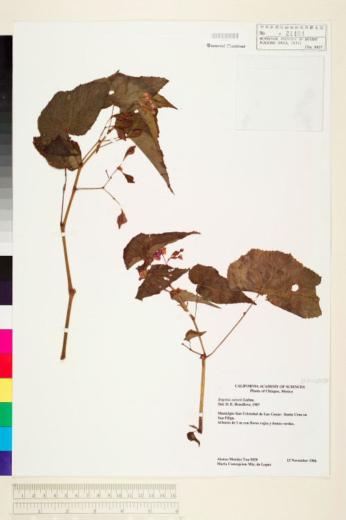 Begonia sartorii標本_BRCM 1120