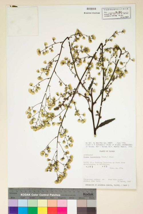 Blumea lanceolaria (Roxb.) Druce_標本_BRCM 4857