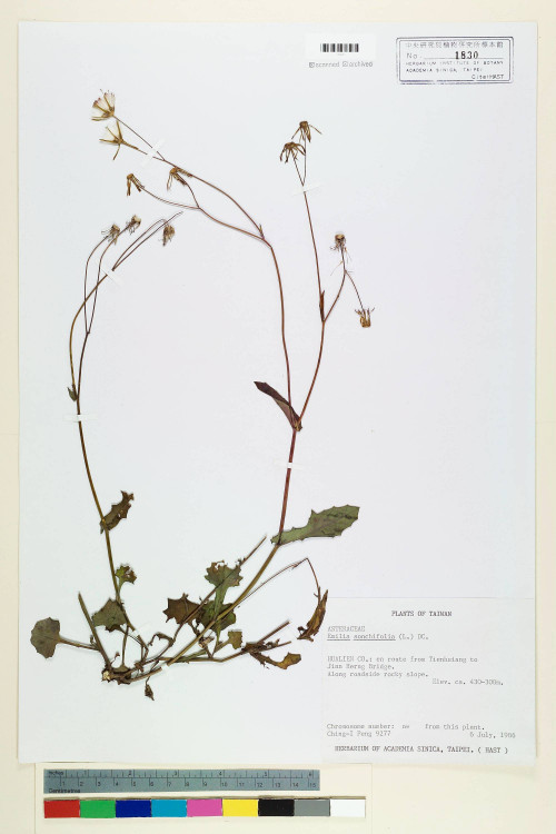 Emilia sonchifolia (L.) DC._標本_BRCM 5211