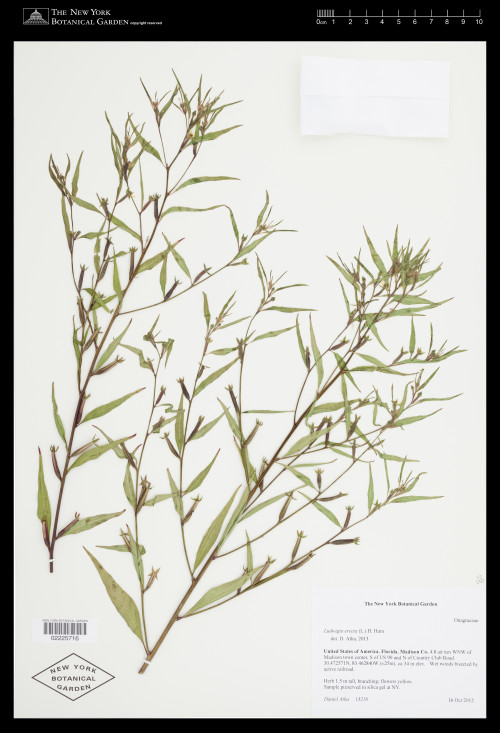 Ludwigia erecta (L.) H. Hara_標本_BRCM 6219