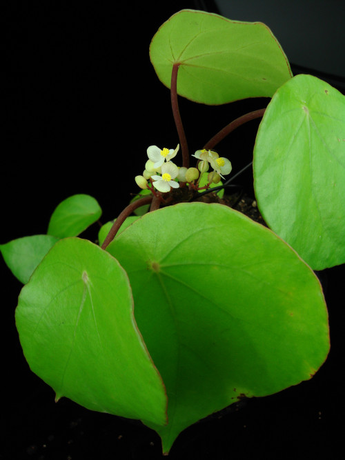 桂西秋海棠 (Begonia guixiensis Yan Liu, S.M.Ku & C.I Peng)