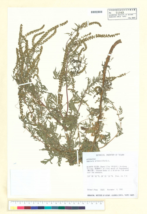Ambrosia artemisiifolia L._標本_BRCM 5662