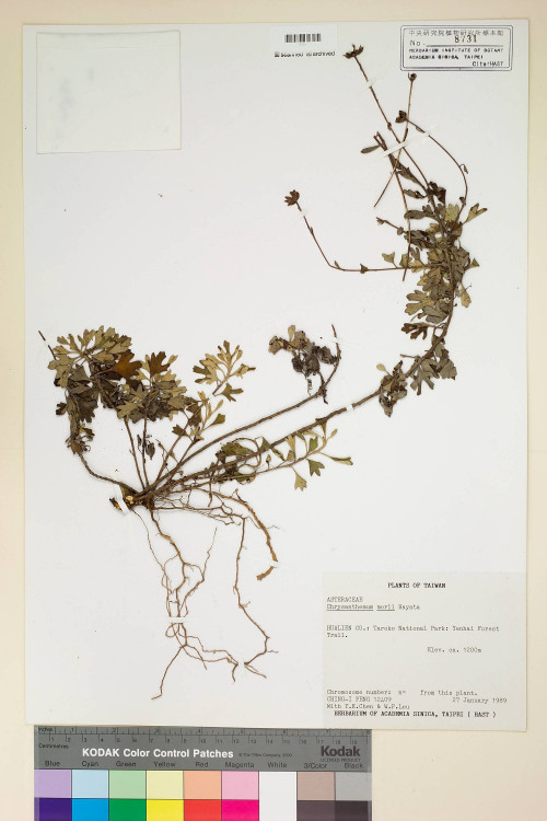 Chrysanthemum morii Hayata_標本_BRCM 7207