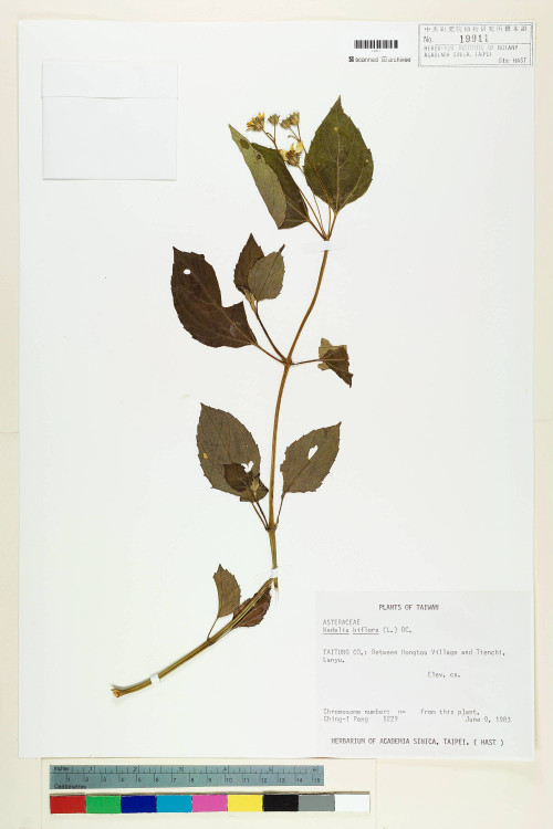 Wedelia biflora (L.) DC._標本_BRCM 6374