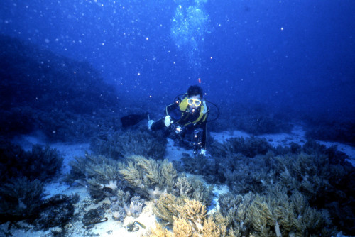 潛水研究調查—琉球嶼