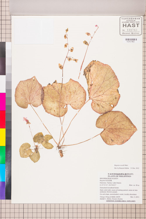 Begonia woodii標本_BRCM 2579