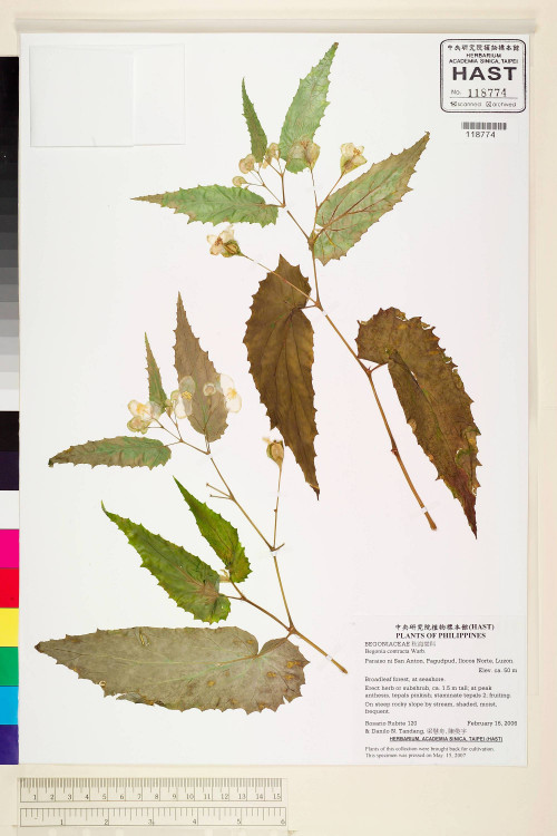 Begonia contracta標本_BRCM 2229