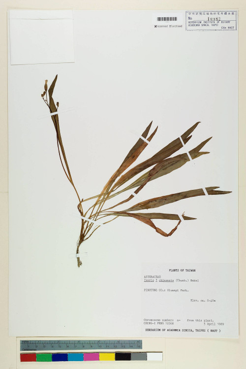 Ixeris chinensis (Thunb.) Nakai_標本_BRCM 7231
