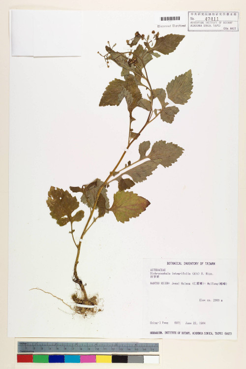 Dichrocephala integrifolia (L. f.) Kuntze_標本_BRCM 6555