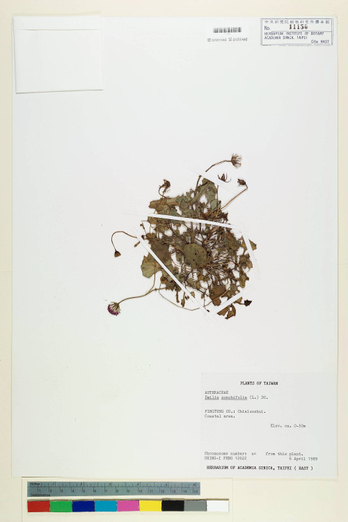 Emilia sonchifolia (L.) DC._標本_BRCM 5226