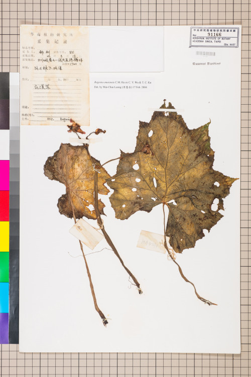 Begonia emeiensis標本_BRCM 1581
