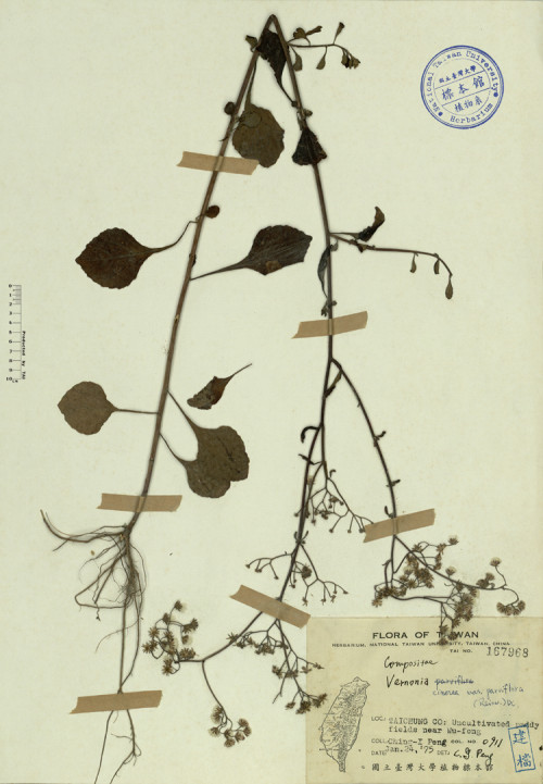 Vernonia cinerea var. parviflora (Reinw.) DC._標本_BRCM 3961