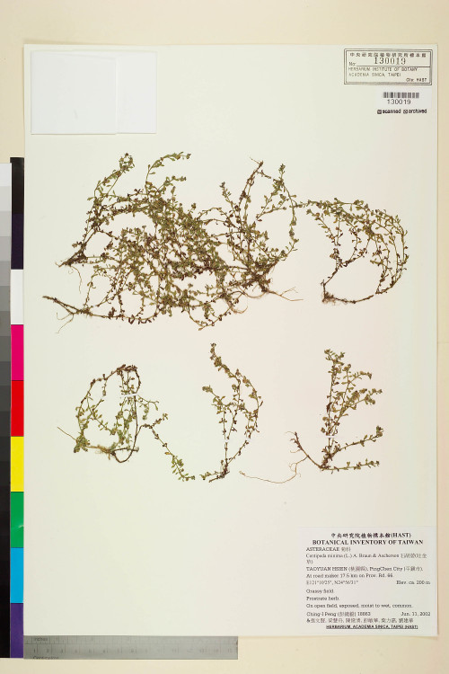 Centipeda minima (L.) A. Braun & Asch._標本_BRCM 7571