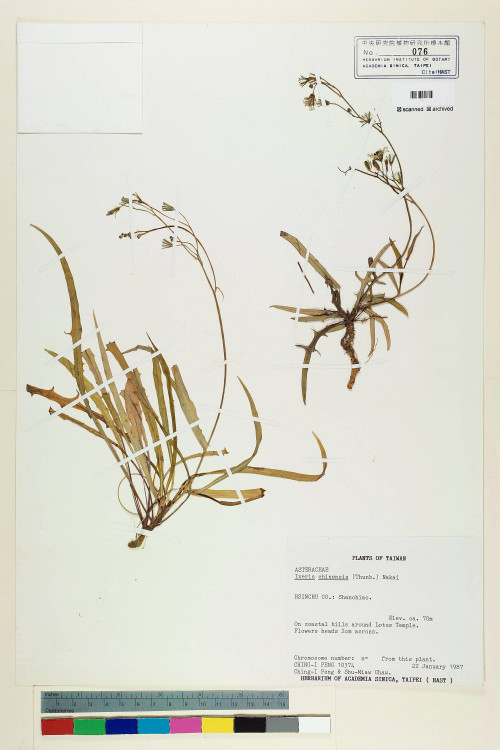 Ixeris chinensis (Thunb.) Nakai_標本_BRCM 6925