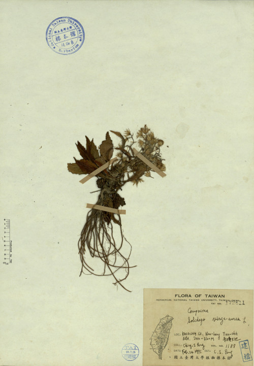 Solidago virga-aurea L._標本_BRCM 4356