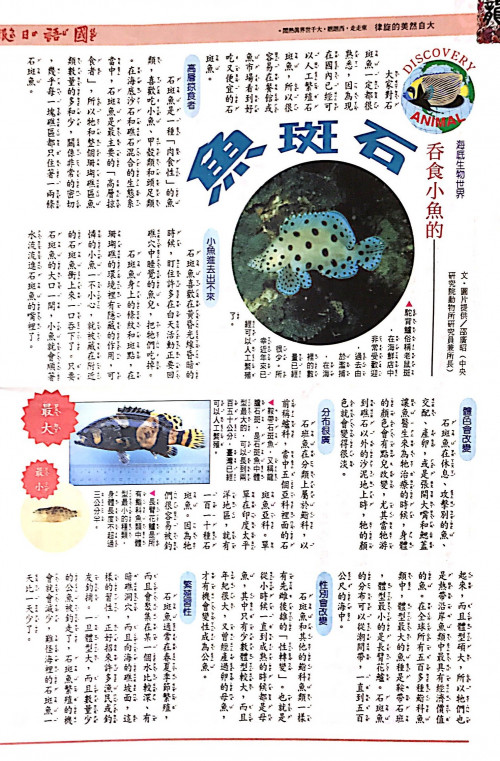 國語日報—海底生物世界：石斑魚