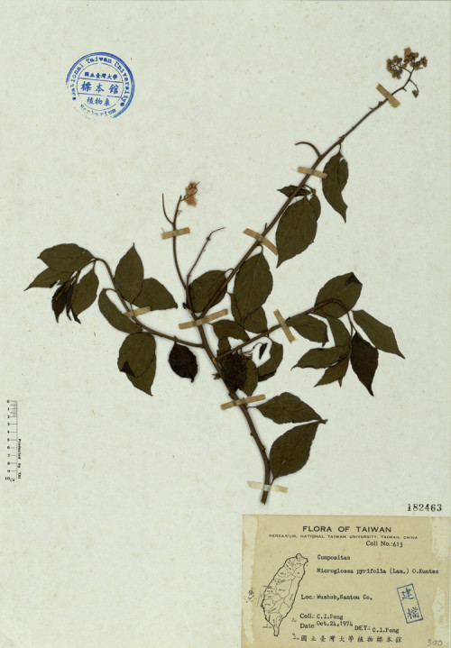 Microglossa pyrifolia (Lam.) O. Kuntze_標本_BRCM 4507