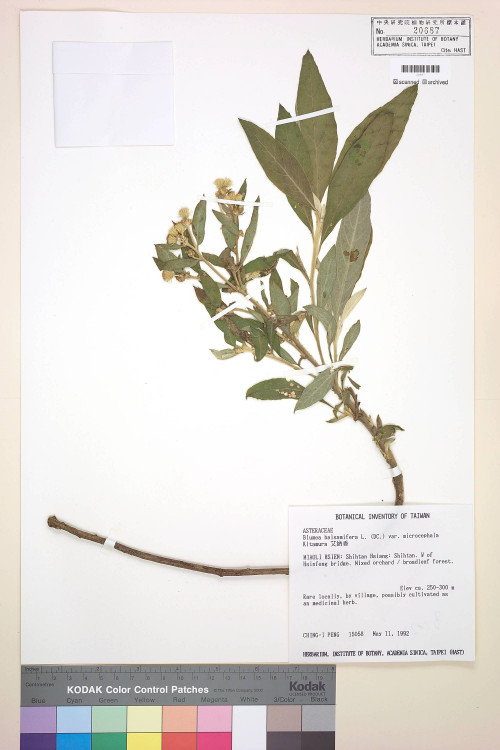 Blumea balsamifera L. (DC.) var. microcephala Kitam._標本_BRCM 4939