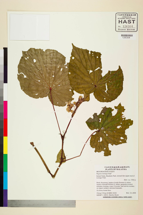 Begonia inostegia標本_BRCM 2479