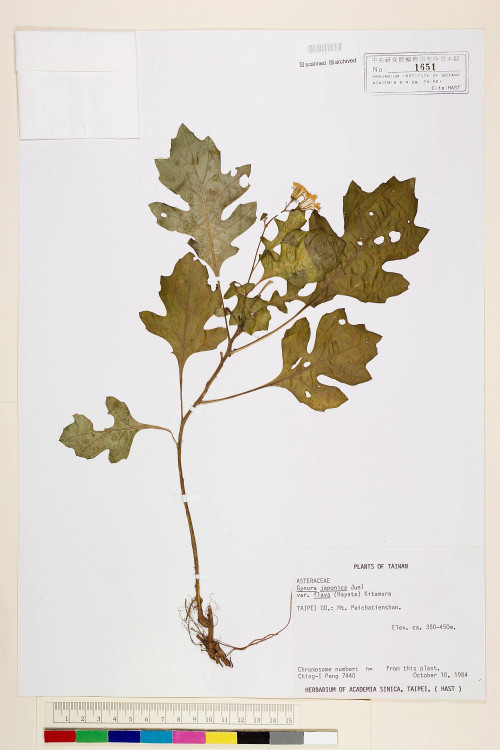 Gynura japonica (Thunb.) Juel var. flava (Hayata) Kitam._標本_BRCM 6620
