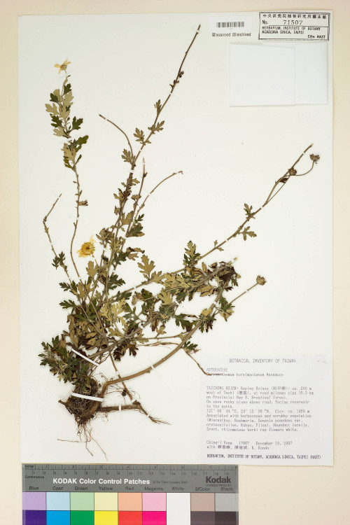 Chrysanthemum horaimontanum Masam._標本_BRCM 7505