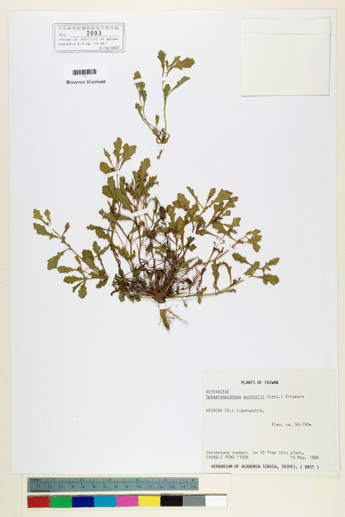 Sphaeromorphaea australis (Less.) Kitam._標本_BRCM 7088
