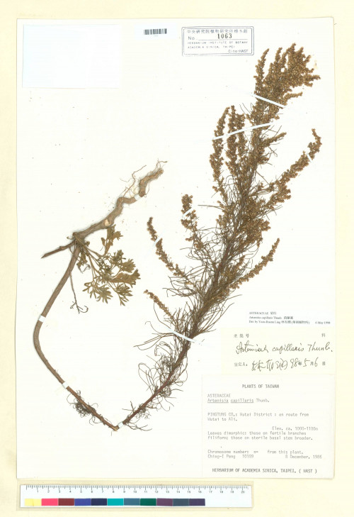 Artemisia capillaris Thunb._標本_BRCM 6897
