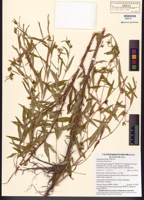 Ludwigia alternifolia L._標本_BRCM 7764