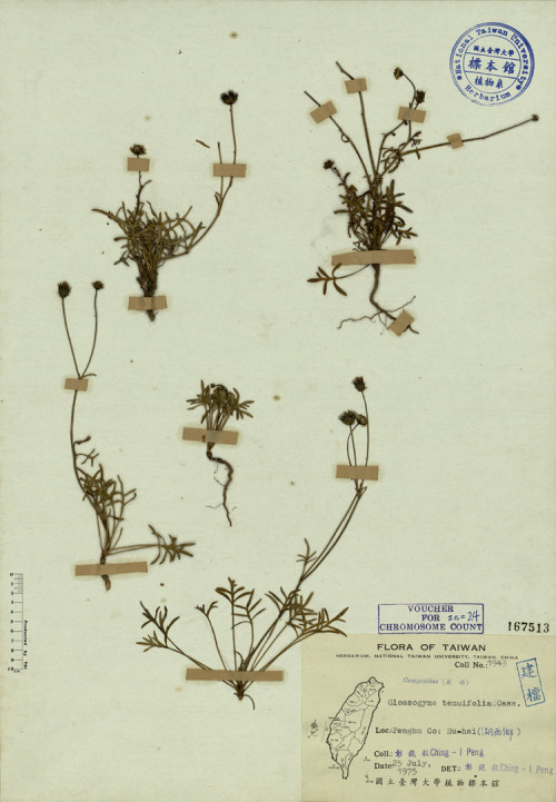 Glossogyne tenuifolia Cass._標本_BRCM 3940