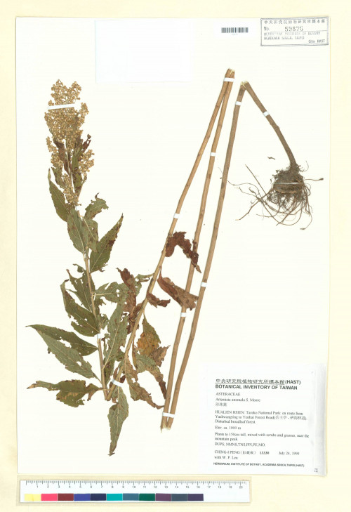 Artemisia anomala S. Moore_標本_BRCM 7313