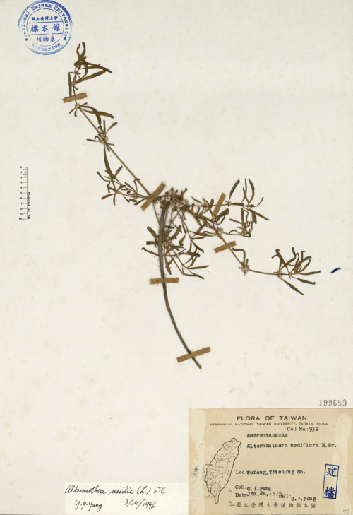 Alternanthera nodiflora R. Brown_標本_BRCM 4614