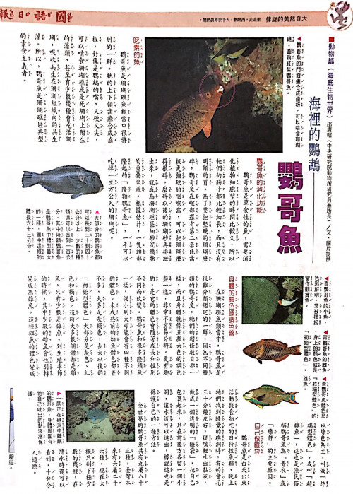 國語日報—海底生物世界：鸚哥魚
