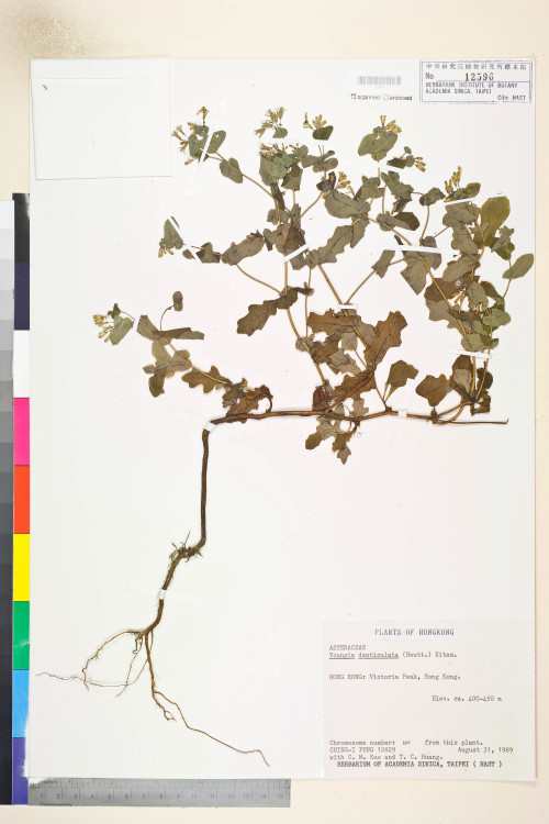 Youngia denticulata (Houtt.) Kitam._標本_BRCM 5507