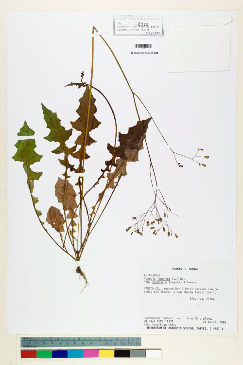 Youngia japonica (L.) DC. subsp. formosana (Hayata) Kitam._標本_BRCM 5503