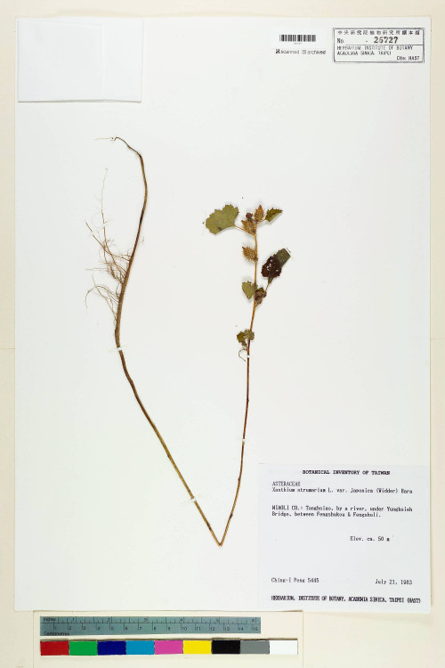 Xanthium strumarium L. var. japonica (Widder) Hara_標本_BRCM 6405