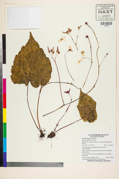 Begonia flagellaris標本_BRCM 2692