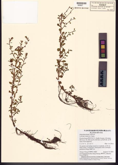Ludwigia simpsonii Chapm._標本_BRCM 7810