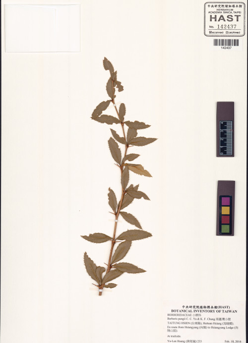 Berberis pengii C. C. Yu & K. F. Chung_標本_BRCM 6046